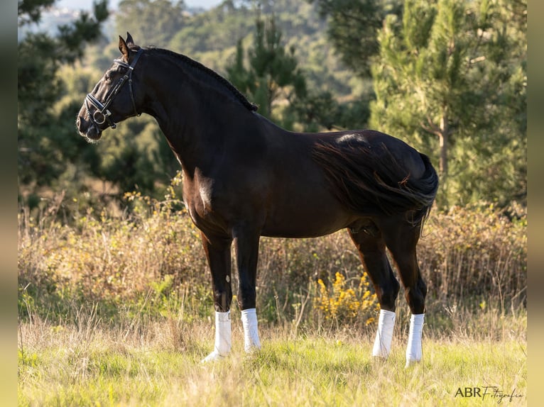 Lusitano Hengst 4 Jaar 172 cm Zwart in Ermelo