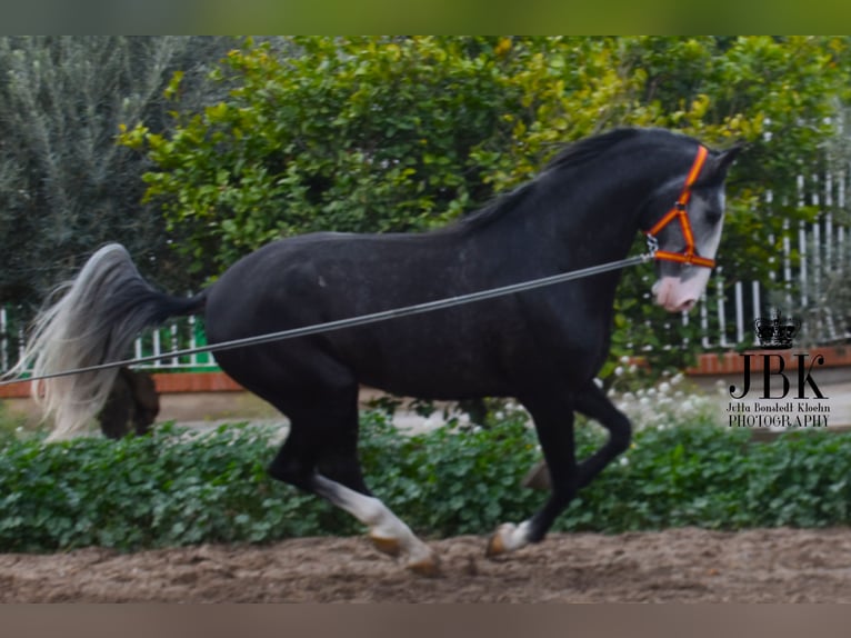 Lusitano Hengst 4 Jaar 172 cm Zwartschimmel in Tabernas Almeria