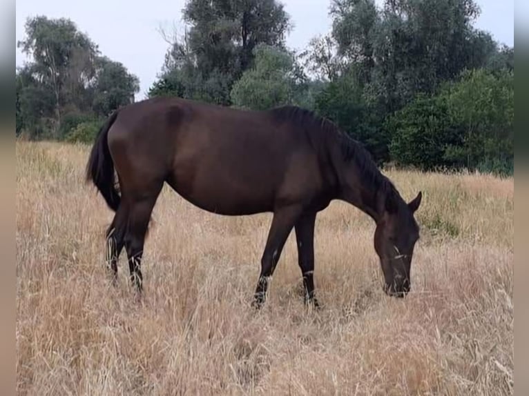 Lusitano Mix Hengst 4 Jaar Palomino in Gent