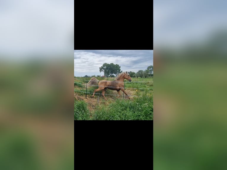 Lusitano Mix Hengst 4 Jaar Palomino in Gent