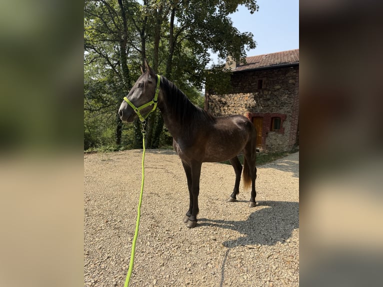 Lusitano Hengst 4 Jaar Zwartschimmel in Saint-Étienne