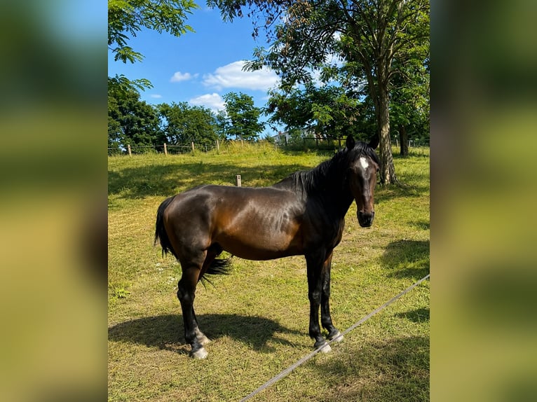 Lusitano Hengst 4 Jaar Zwartschimmel in Saint-Étienne