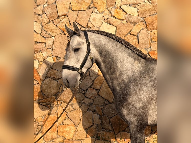 Lusitano Hengst 5 Jaar 155 cm Schimmel in Caldas da Rainha