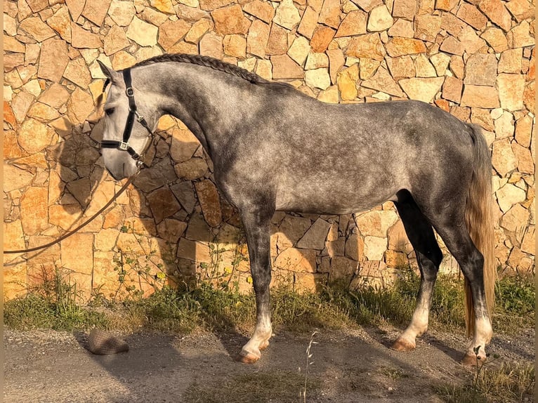 Lusitano Hengst 5 Jaar 155 cm Schimmel in Caldas da Rainha