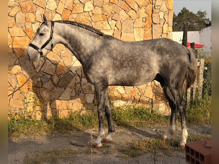 Lusitano Hengst 5 Jaar 155 cm Schimmel in Caldas da Rainha