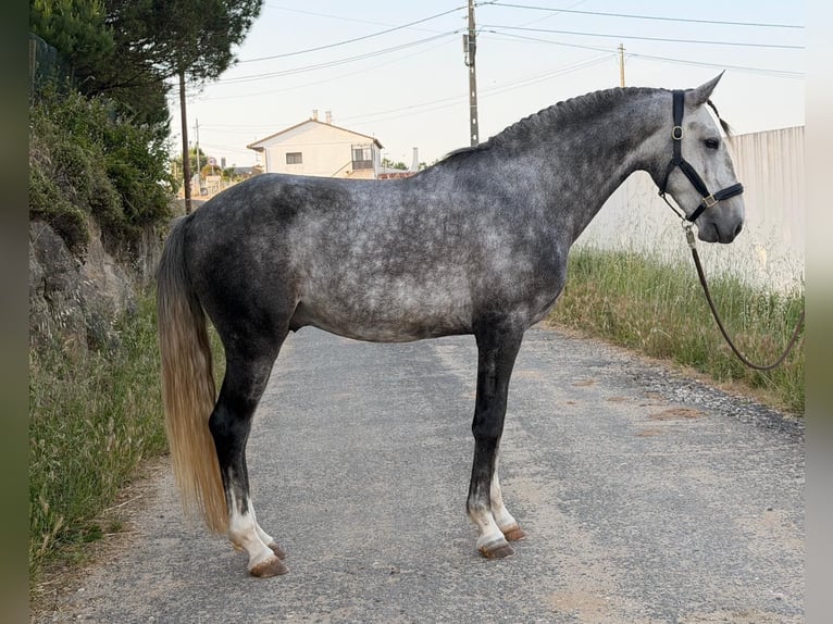 Lusitano Hengst 5 Jaar 155 cm Schimmel in Caldas da Rainha