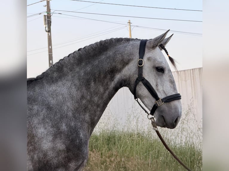 Lusitano Hengst 5 Jaar 155 cm Schimmel in Caldas da Rainha