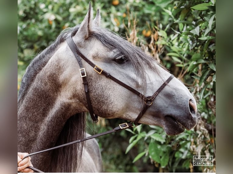 Lusitano Hengst 5 Jaar 156 cm Appelschimmel in Vila Viçosa