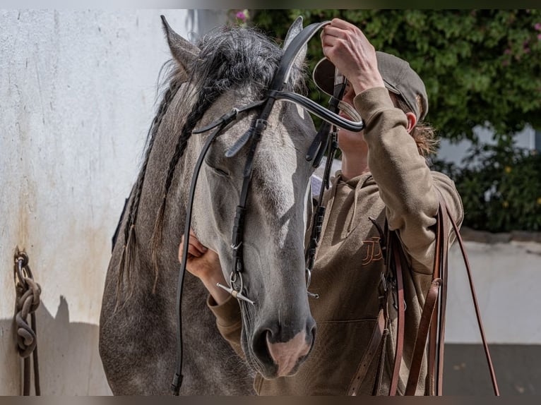 Lusitano Hengst 5 Jaar 156 cm Appelschimmel in Vila Viçosa