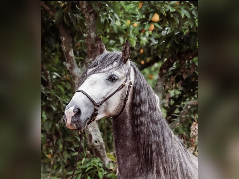 Lusitano Hengst 5 Jaar 156 cm Appelschimmel in Vila Viçosa