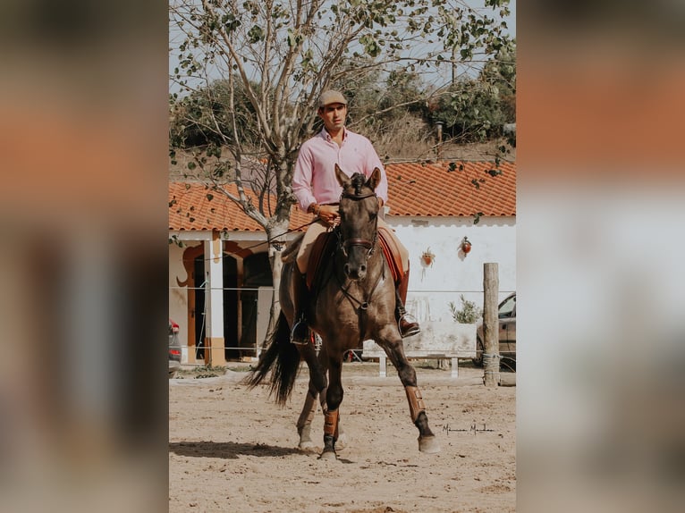 Lusitano Hengst 5 Jaar 157 cm Grullo in Lissabon