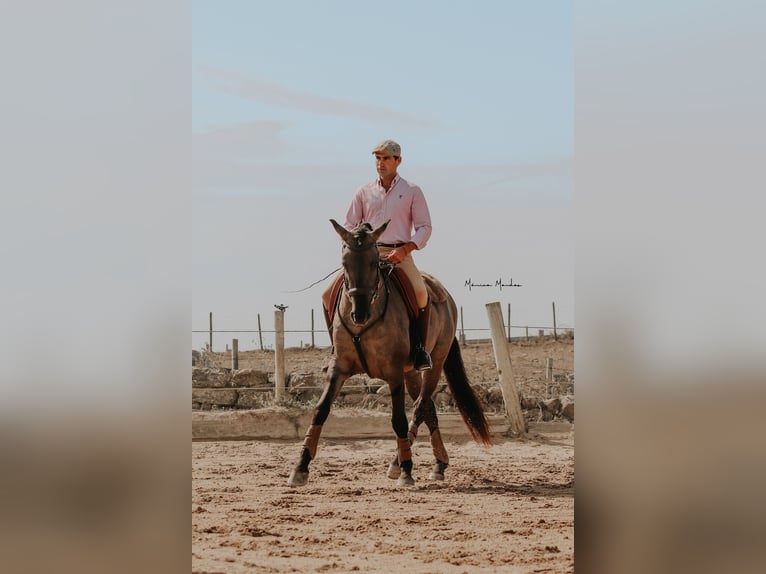 Lusitano Hengst 5 Jaar 157 cm Grullo in Lissabon