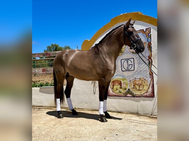 Lusitano Hengst 5 Jaar 157 cm Grullo in Lissabon