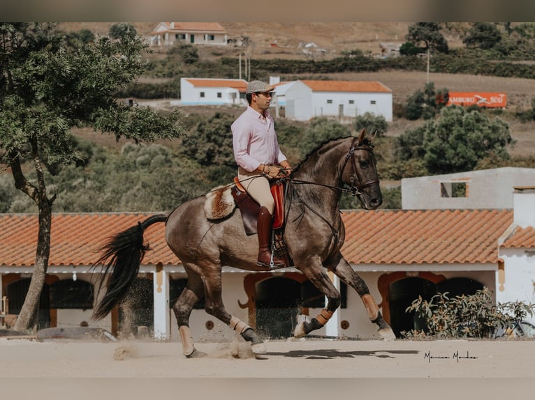 Lusitano Hengst 5 Jaar 157 cm Grullo in Lissabon