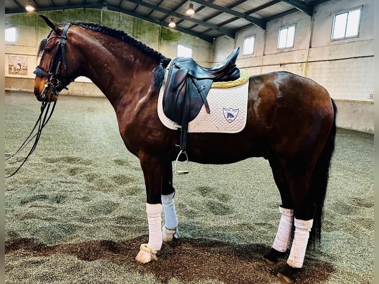 Lusitano Hengst 5 Jaar 158 cm Bruin in Ourém