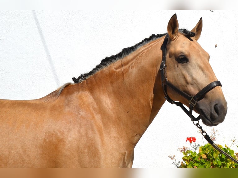 Lusitano Hengst 5 Jaar 158 cm Palomino in Lissabon