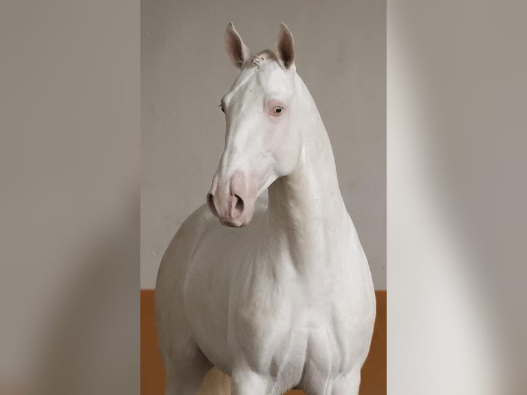 Lusitano Hengst 5 Jaar 158 cm Perlino in Bredene