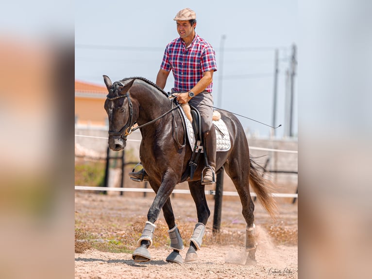 Lusitano Hengst 5 Jaar 159 cm Schimmel in Rio Maior