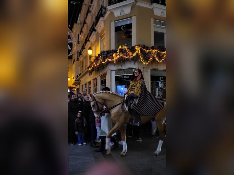 Lusitano Hengst 5 Jaar 160 cm Palomino in Ermelo