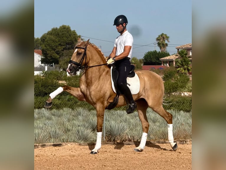 Lusitano Hengst 5 Jaar 160 cm Palomino in Betera