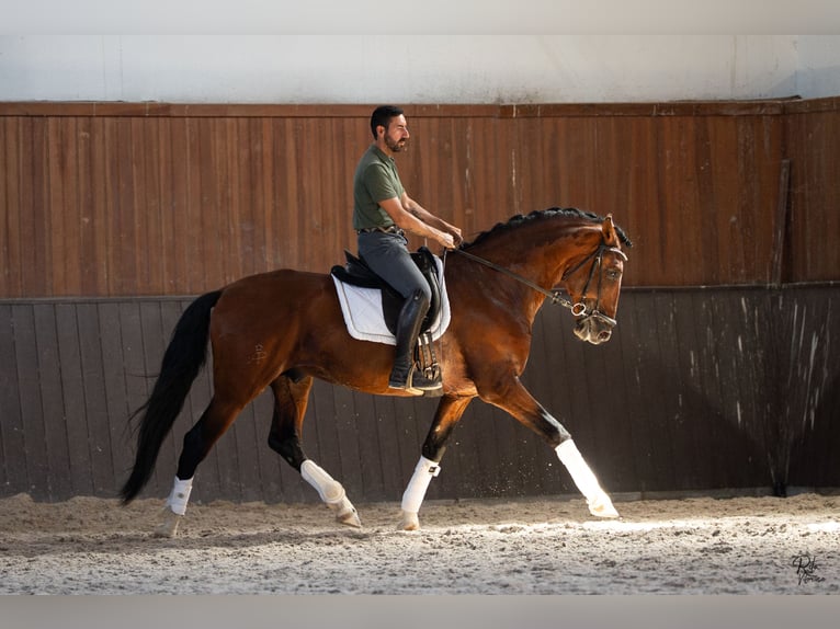 Lusitano Mix Hengst 5 Jaar 160 cm Roodbruin in Alcochete