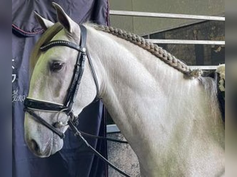 Lusitano Mix Hengst 5 Jaar 160 cm Schimmel in Alicante