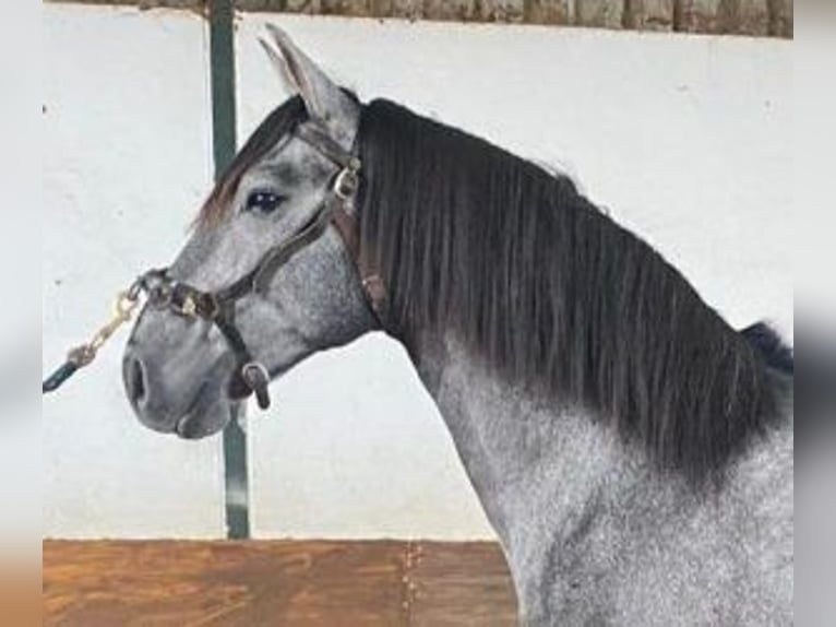 Lusitano Mix Hengst 5 Jaar 160 cm Schimmel in Lisboa, Portugal