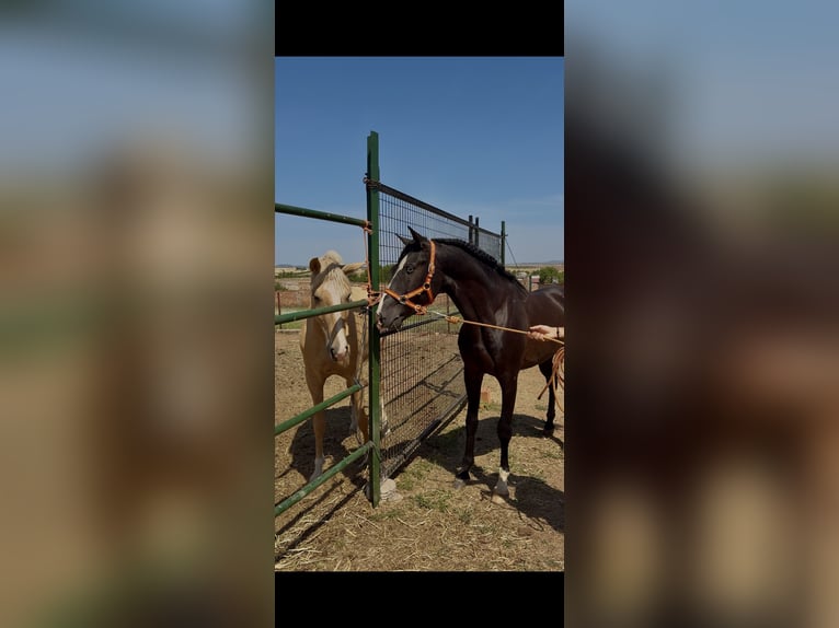 Lusitano Hengst 5 Jaar 160 cm Zwart in Almodovar Del Campo