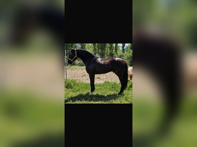 Lusitano Hengst 5 Jaar 160 cm Zwart in Almodovar Del Campo