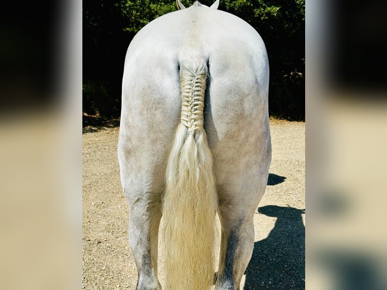 Lusitano Hengst 5 Jaar 161 cm Schimmel in Leiria