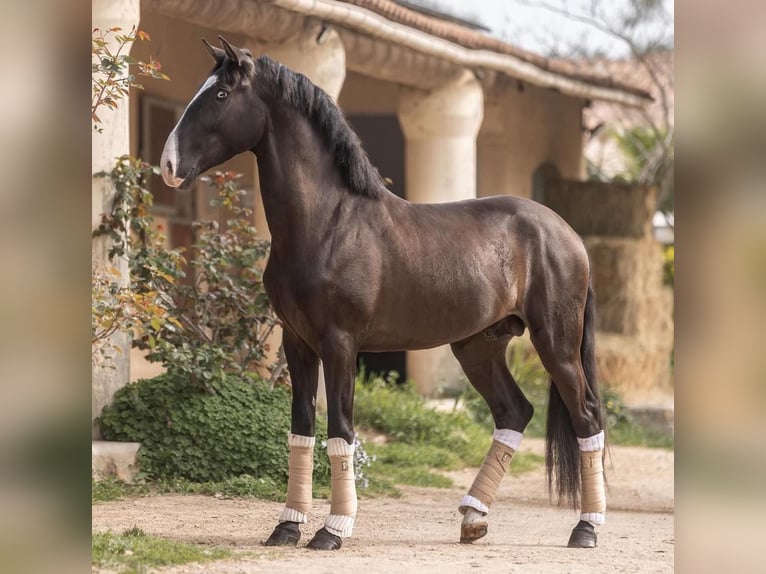 Lusitano Hengst 5 Jaar 161 cm Zwartbruin in Aramon, Occitanie