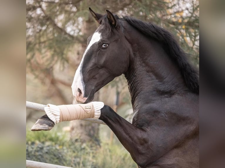 Lusitano Hengst 5 Jaar 161 cm Zwartbruin in Aramon, Occitanie