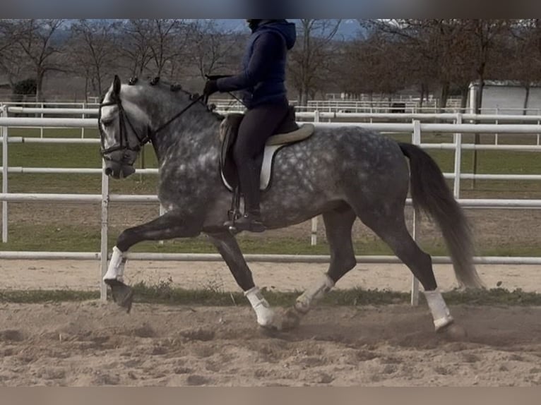 Lusitano Hengst 5 Jaar 162 cm Appelschimmel in Madrid