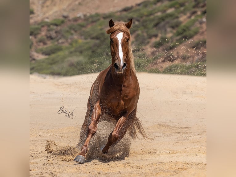 Lusitano Hengst 5 Jaar 162 cm Vos in Rio Maior