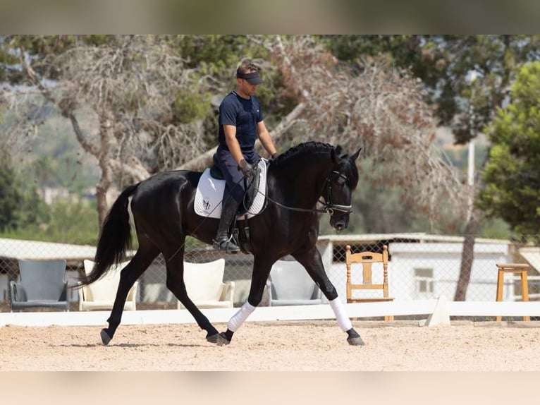 Lusitano Hengst 5 Jaar 163 cm Zwart in Martfeld