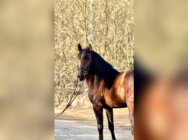 Lusitano Hengst 5 Jaar 164 cm Bruin in Perlerl