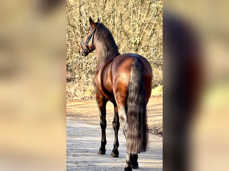 Lusitano Hengst 5 Jaar 164 cm Bruin in Perlerl