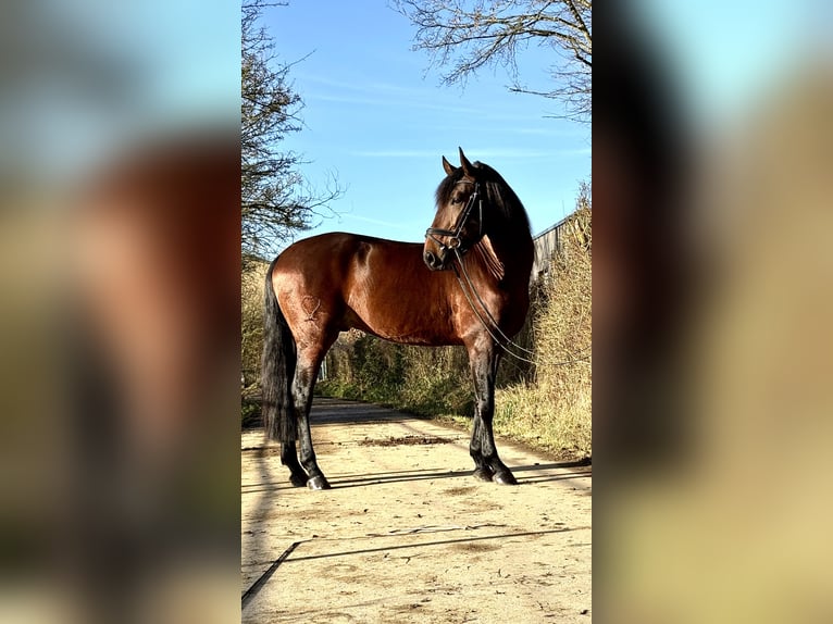 Lusitano Hengst 5 Jaar 164 cm Bruin in Perlerl