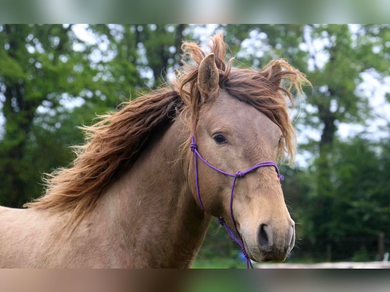 Lusitano Hengst 5 Jaar 164 cm Pearl in Lothey