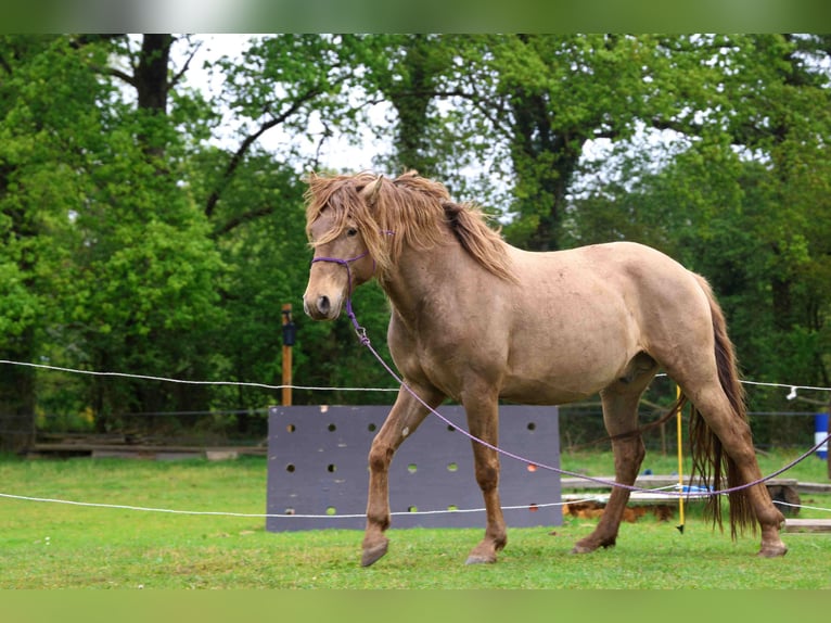 Lusitano Hengst 5 Jaar 164 cm Pearl in Lothey