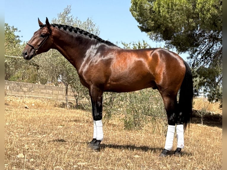 Lusitano Hengst 5 Jaar 165 cm Donkerbruin in Valencia