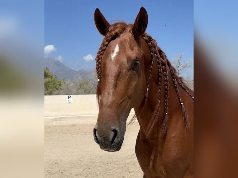 Lusitano Hengst 5 Jaar 165 cm Roodvos in Estrada, La (Urbanizacion)