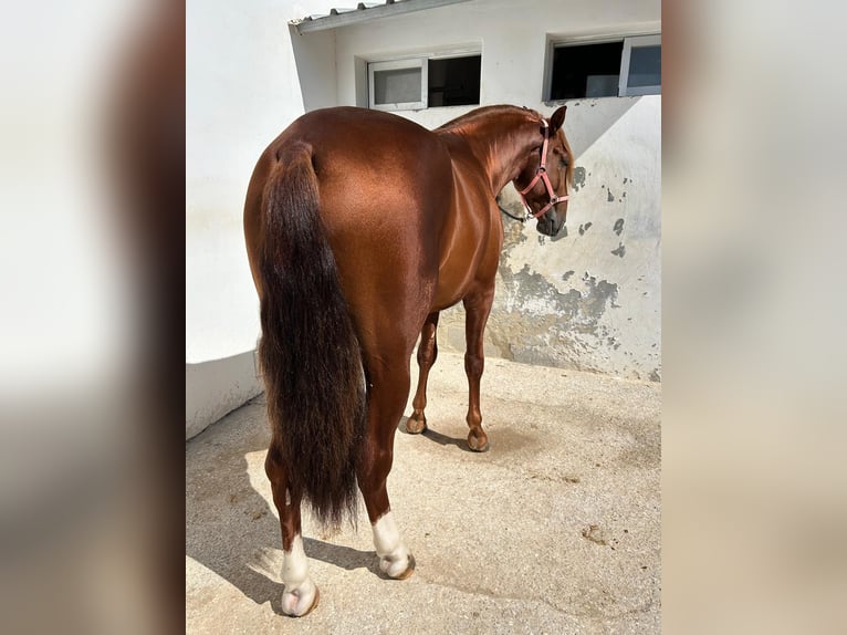 Lusitano Hengst 5 Jaar 165 cm Roodvos in Estrada, La (Urbanizacion)