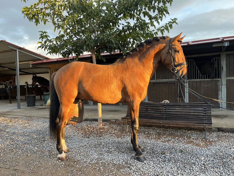 Lusitano Hengst 5 Jaar 168 cm Falbe in Logroño