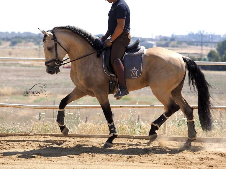 Lusitano Mix Hengst 5 Jaar 168 cm Falbe in Navas Del Madroño
