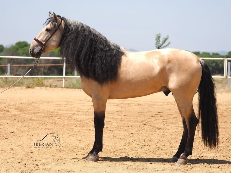 Lusitano Mix Hengst 5 Jaar 168 cm Falbe in Navas Del Madroño