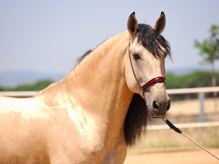 Lusitano Mix Hengst 5 Jaar 168 cm Falbe in Navas Del Madroño