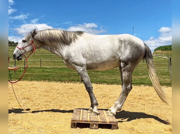 Lusitano Hengst 5 Jaar 168 cm Schimmel in Augsburg