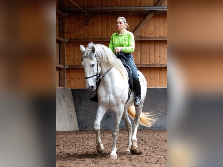 Lusitano Hengst 5 Jaar 168 cm Schimmel in Augsburg