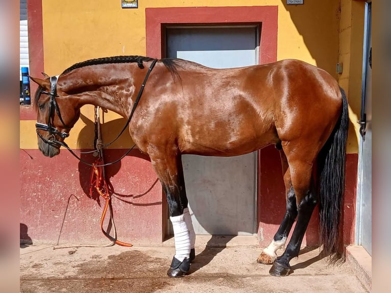 Lusitano Mix Hengst 5 Jaar 170 cm Roodbruin in Barcelona